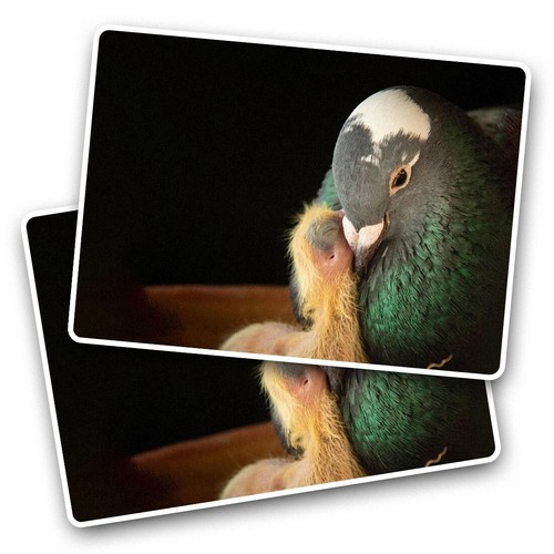 Vinyl sticker pigeon - 2x,