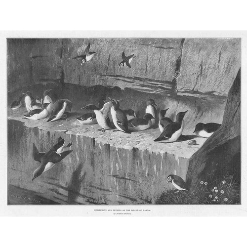 Archibald thorburn guillemots - archibald,
