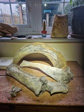  Prehistoric  Giant Aurochs