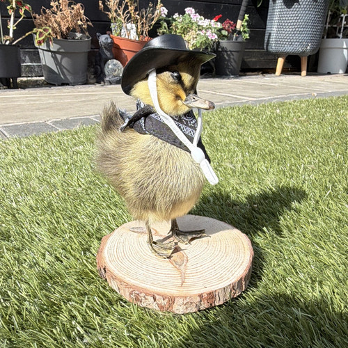 Cowboy taxidermy - “cowboy”,