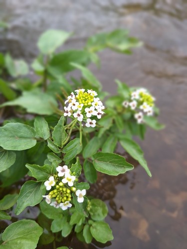 Watercress stems pond - x,