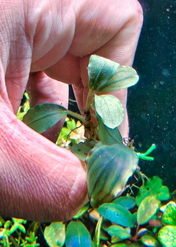 Bucephalandra emerald - 🚀bucephalandra,