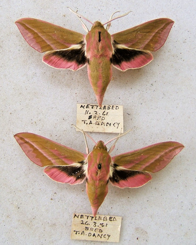 Elephant hawk moth elpanor - elephant,