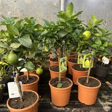 Citrus Lemon 4 Seasons 16cm