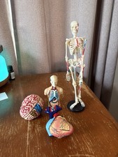 Human Anatomy Model; Heart