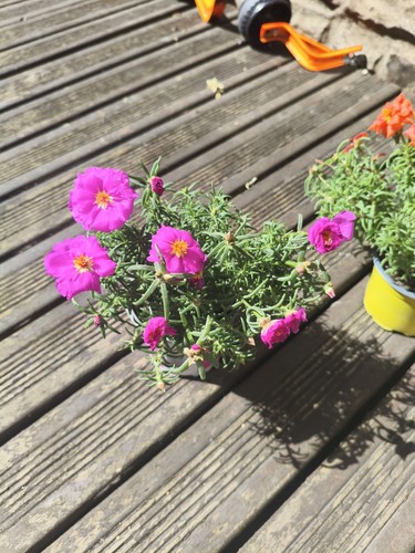 Potted portulaca grandiflora - portulaca,