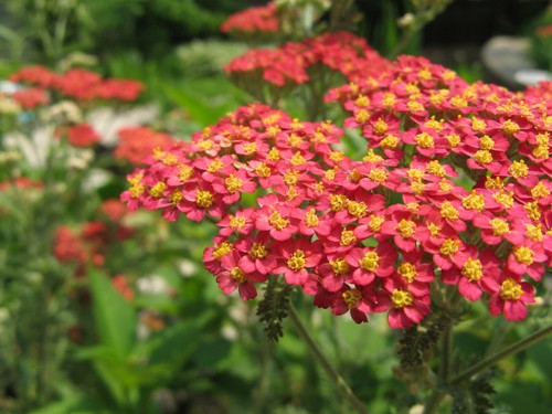 250 achillea millefolium rubra - achillea,