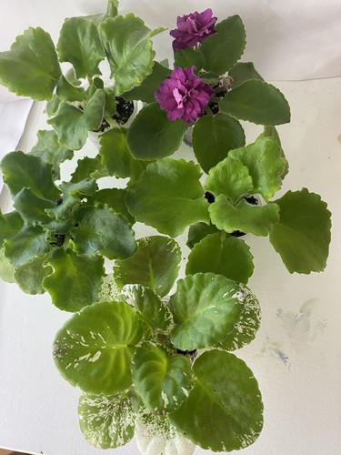 Set young plants - young,