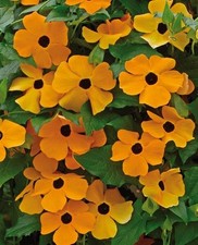 Thunbergia Alata 'Orange