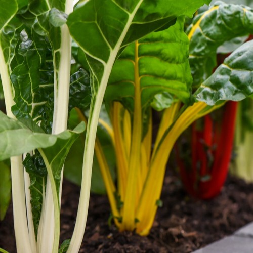 Swiss chard bright - t&m,
