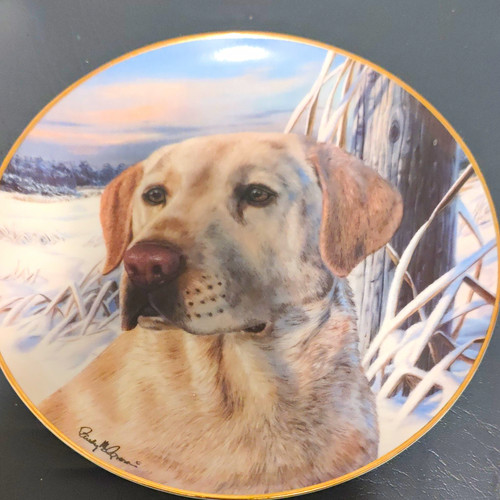 Labrador retriever dog - retriever,