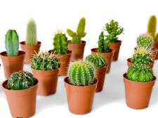 Mixed Cactus Plants collection