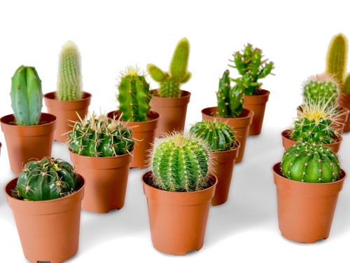 Mixed cactus plants collection - cactus,
