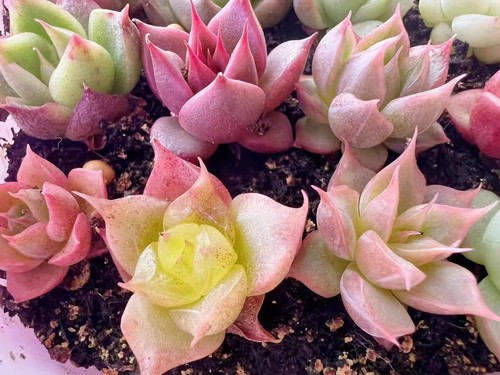 Echeveria malgan orchid 10 - malgan,