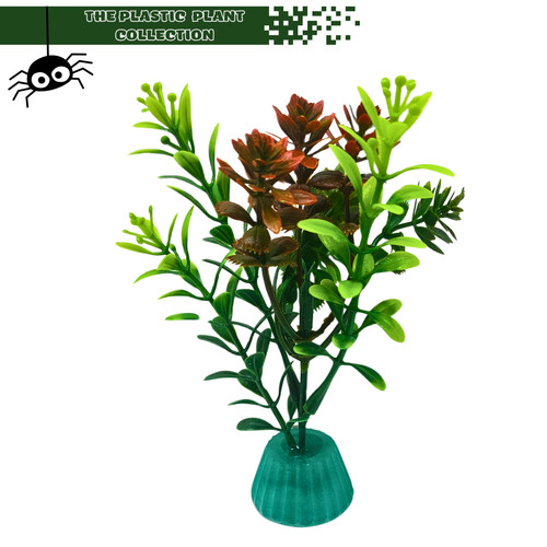 Display plants for frogs - plants,