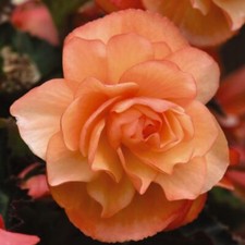 Begonia 'Fragrant Falls