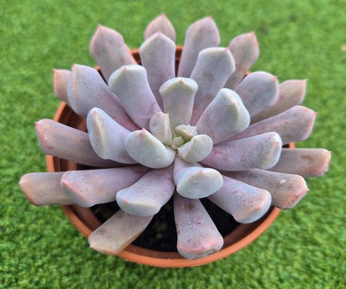 Echeveria lilac spoons - echeveria, large