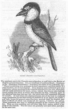 BIRDS The Barbet (Tamatia Macrorhynchos) - Antique Print 1845