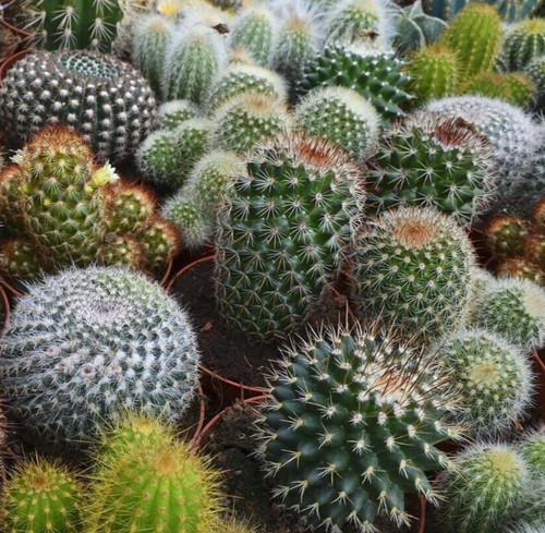 Cactus seeds mix cacti - mix,