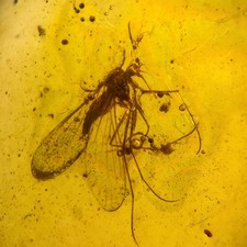 Scorpion Fly in Burmese /