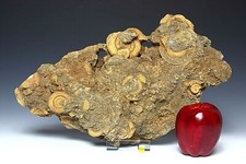 Spectacular Fossil Ammonites