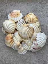 Medium sized scallop - sized,