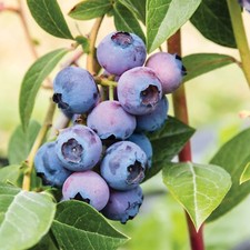 Blueberry Bush 'Patriot' Plant in 1.5L Pot - Heavy Cropping Vaccinium