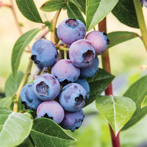 Blueberry bush patriot - bush, plant