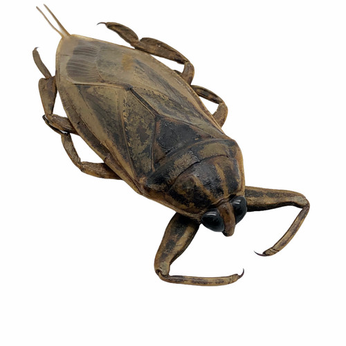 Giant water bug lethocerus - giant, (lethocerus