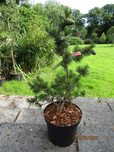 Pinus parviflora arakawa