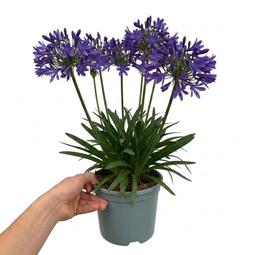 Large plant agapanthus - 1,