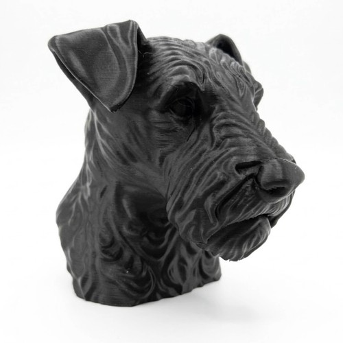 Lakeland terrier dog - lakeland,