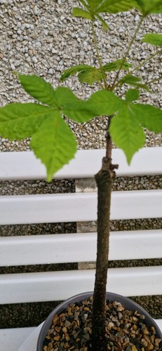 Starter horse chestnut bonsai - starter,