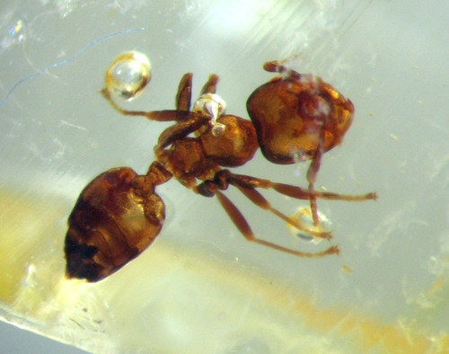 Pliocene amber kenya africa - pliocene,
