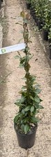 Trachelospermum Jasminoides