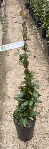 Trachelospermum jasminoides - trachelospermum,