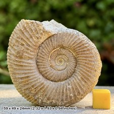 Rare Perisphinctes