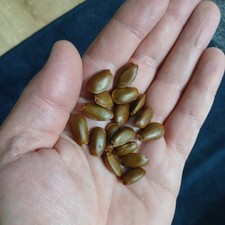 Soursop - Guanabana - Graviola - Annona muricata - 5+ seeds Fresh