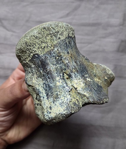 Rare huge mosasaurus - rare,