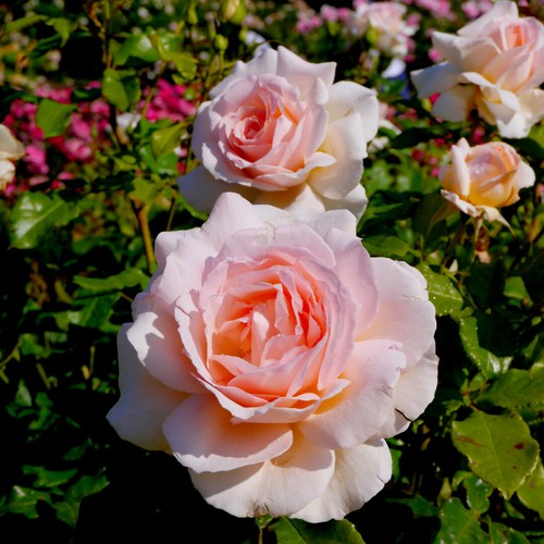 Rosa chandos beauty hybrid - 'chandos, beauty'