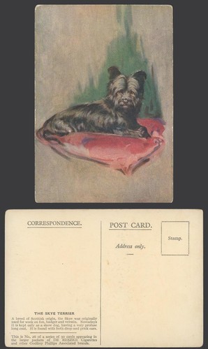 Skye terrier scottish show - show, dog