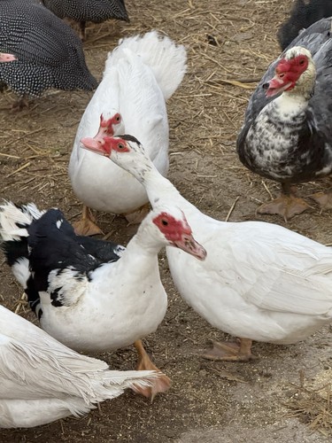 Muscovy duck eggs - 12++,