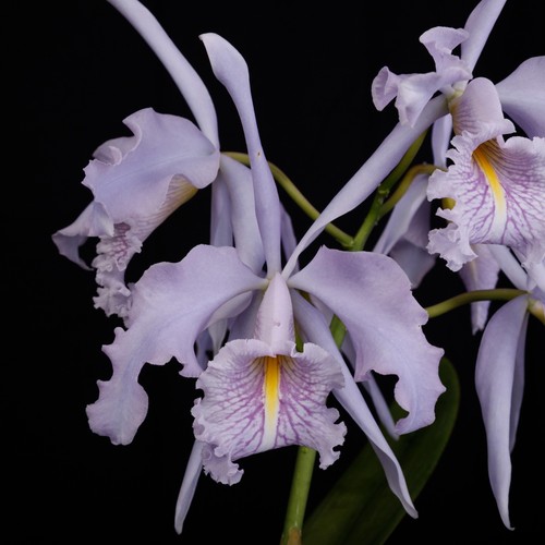 Cattleya maxima var coerulea - var.,