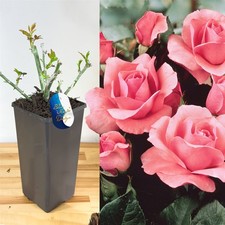 Fragrant Climbing Rose Plant