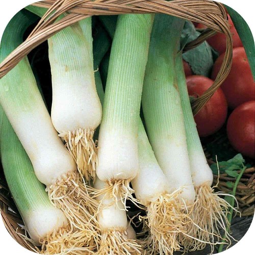 20x leek musselburgh bare - 20x,