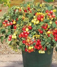 TOMATO 25 SEEDS BALCONY PINK