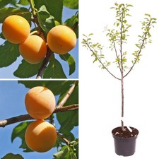 Plum 'Mirabelle de Nancy' 5L