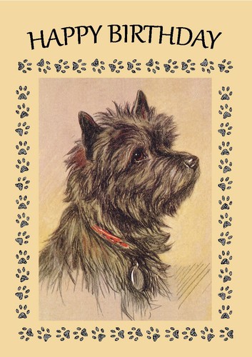 Cairn terrier dog - cairn,