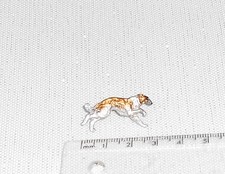 BORZOI  DOG  Breed Show Lapel