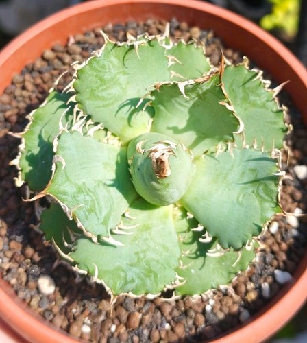 Agave titanota lace - 'lace',
